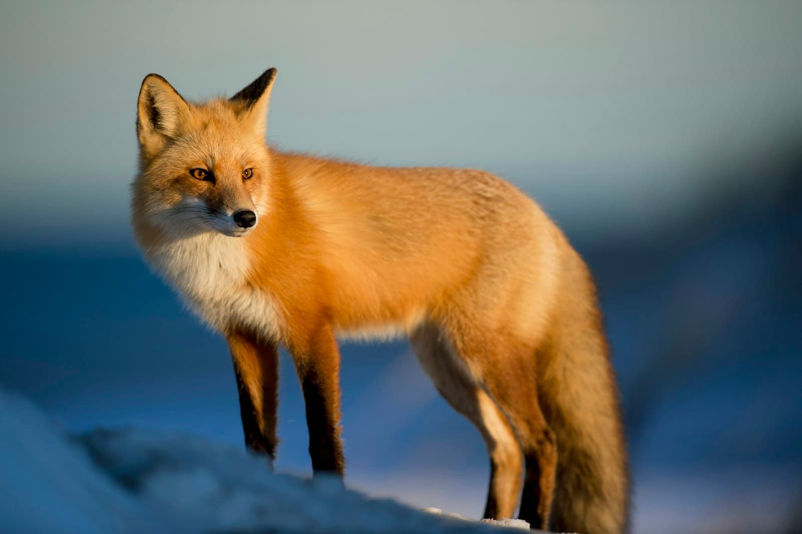 A red fox standing alert in snow, looking straight at the camera — the Outfox mascot in its element.